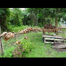 Hier trocknen die zum Heizen verwendeten äußeren Hüllen der Kokosnüsse